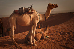 camel